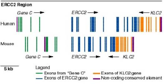 Una strana analogia grafica tra i codici, quello delle merci e quello del DNA!