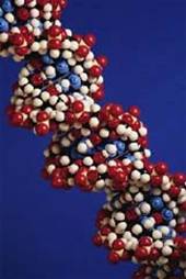 Elaborazione computerizzata del DNA.