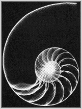 studi di Fibonacci