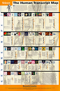The Human Transcript Map
