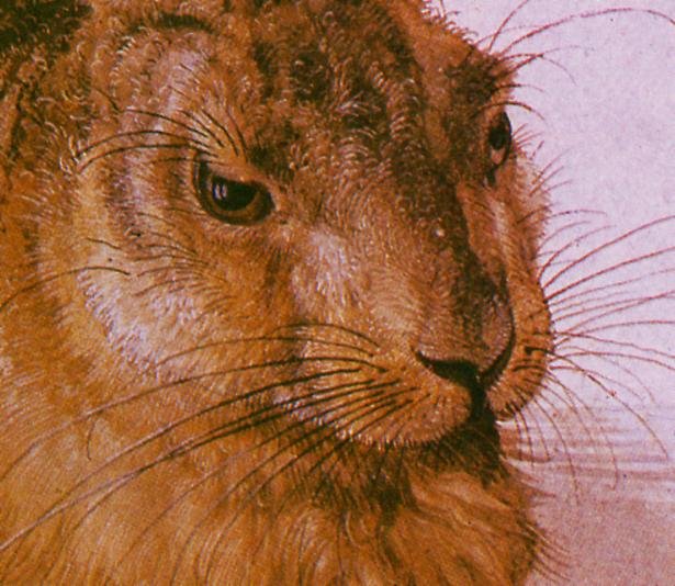 Dürer, Leprotto, 1502