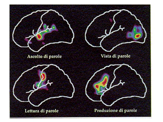 rapporto mente e cervello