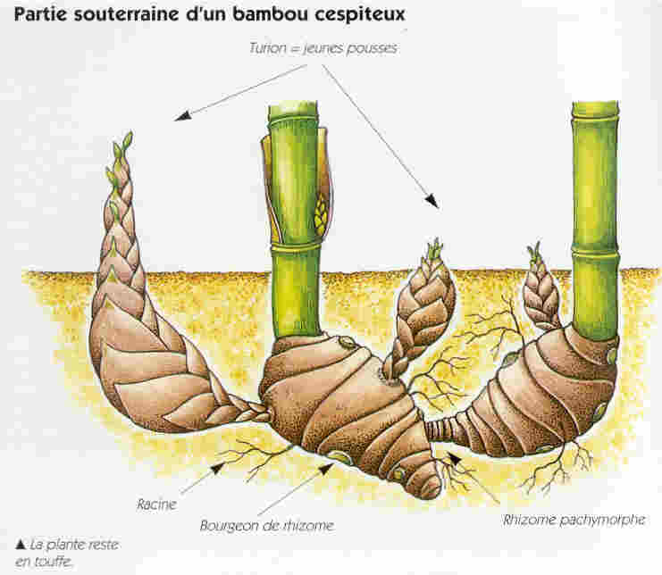 Rizoma botanico