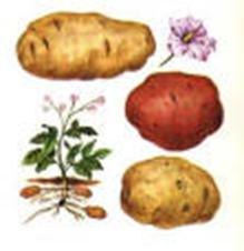 Rizoma patate